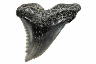 Snaggletooth Shark (Hemipristis) Tooth - South Carolina #211588