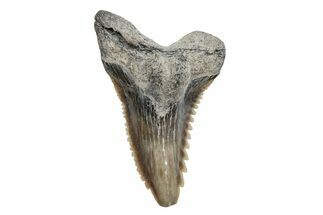 Snaggletooth Shark (Hemipristis) Tooth - South Carolina #211602
