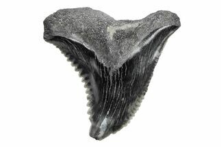 Snaggletooth Shark (Hemipristis) Tooth - South Carolina #211607