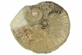 Jurassic Ammonite (Graphoceras) Fossil - Dorset, England #211759