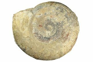 Huge, Jurassic Ammonite (Parkinsonia) Fossil - England #211761