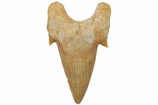 Fossil Shark Tooth (Otodus) - Morocco #211891
