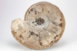 Triassic Ammonite (Flemingites) Fossil - Timor, Indonesia #211931