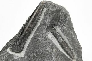 Two Belemnite (Hibolites) Fossils - England #211917