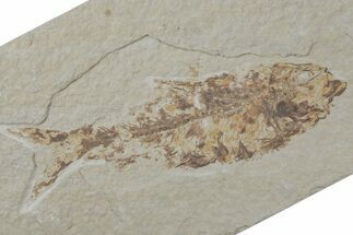 Fossil Fish (Knightia) - Wyoming #210099