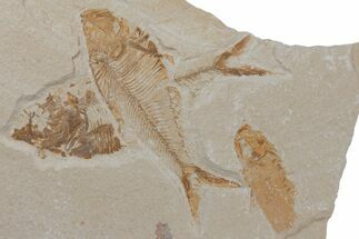 Fossil Fish (Diplomystus & Knightia) - Wyoming #210101