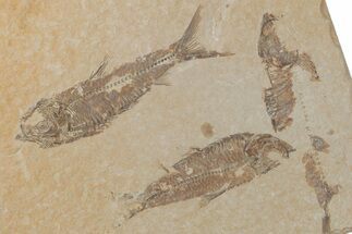 Two Detailed Fossil Fish (Knightia) - Wyoming #210106