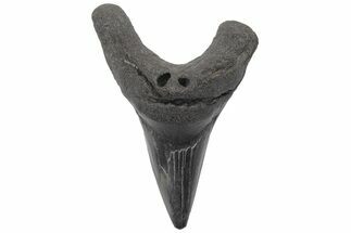 Rare, Fossil Shark (Parotodus) Tooth - South Carolina #208517