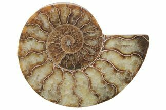 Cut & Polished Ammonite Fossil (Half) - Madagascar #208673