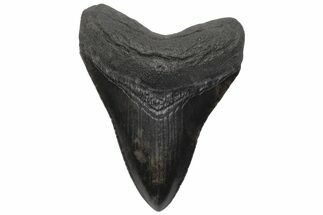Serrated, Fossil Megalodon Tooth - South Carolina #212070