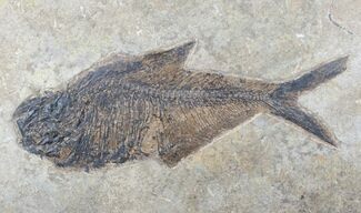 Large Diplomystus Fossil Fish - Frameable #13093