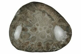 Polished Petoskey Stone (Fossil Coral) - Michigan #212180