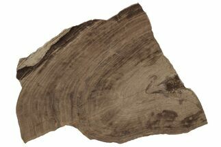 Polished Oligocene Petrified Wood (Pinus) - Australia #212476