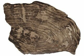Polished, Jurassic Petrified Wood (Conifer) - Australia #212480