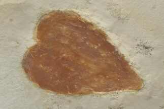 Fossil Leaf (Zizyphus) - Montana #212414