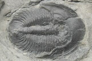 Upper Cambrain Trilobite (Pterocephalia) - British Columbia #212623