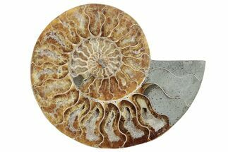 Cut & Polished Ammonite Fossil (Half) - Madagascar #212963