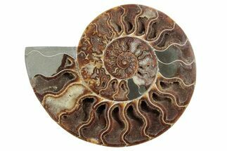 Cut & Polished Ammonite Fossil (Half) - Madagascar #213065