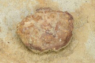 Eocene Crab (Orbitoplax) Fossil - California #212162