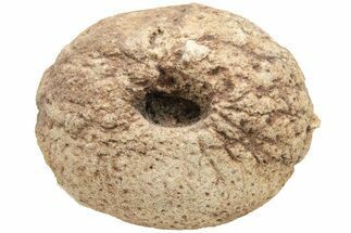 Cretaceous Fossil Sponge (Siphonia) - England #212177