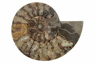 Cut & Polished Ammonite Fossil (Half) - Madagascar #212914
