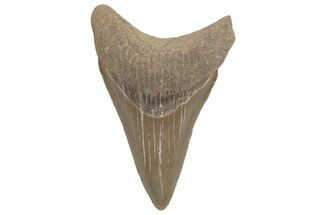 Serrated, Juvenile Megalodon Tooth - South Carolina #212982