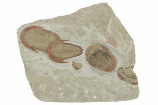 Harpides With Two Asaphellus Trilobites - Fezouata Formation #213181