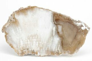 Agatized Fossil Coral Geode - Florida #212973
