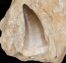 Mosasaur Tooth In Rock - Large #13132