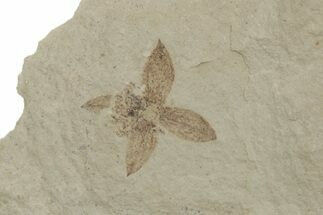 Fossil Flower - Green River Formation, Utah #213352