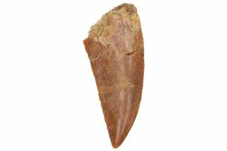 Serrated, Raptor Tooth - Real Dinosaur Tooth #213704