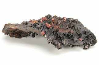 Small, Red Vanadinite Crystals on Manganese Oxide - Morocco #212011