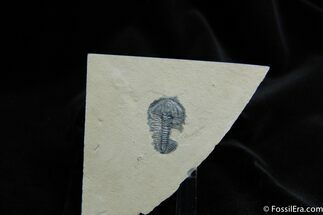 Inch Modocia Laevinucha Trilobite #260