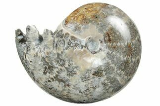 Polished Agatized Ammonite (Phylloceras?) Fossil - Madagascar #213766