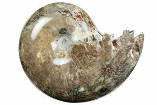Polished Agatized Ammonite (Phylloceras?) Fossil - Madagascar #213772