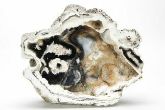 Agate Replaced Fossil Coral - Florida #213022