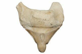 Pathological Otodus Shark Tooth - Morocco #213897