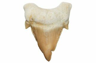 Pathological Otodus Shark Tooth - Morocco #213911