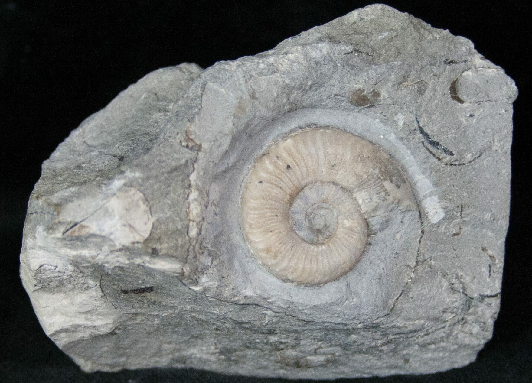 .9" Dumortiera Ammonite Fossil Germany (13172) For Sale