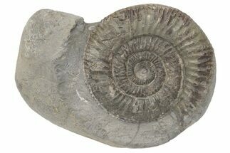 Ammonite (Dactylioceras) Fossil - England #211639