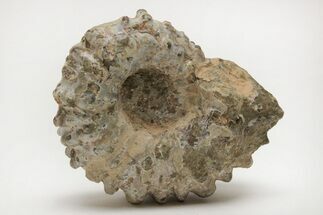 Bumpy Ammonite (Douvilleiceras) Fossil - Madagascar #205023