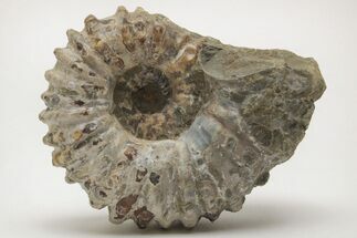 Bumpy Ammonite (Douvilleiceras) Fossil - Madagascar #205044