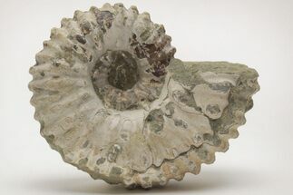 Bumpy Ammonite (Douvilleiceras) Fossil - Madagascar #205046