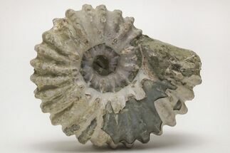 Bumpy Ammonite (Douvilleiceras) Fossil - Madagascar #205049