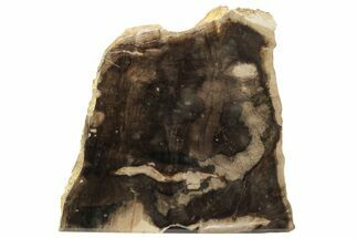 Polished, Petrified Wood (Metasequoia) Stand Up - Oregon #193911