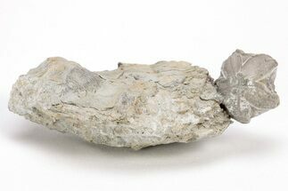 Blastoid (Pentremites) Fossil - Illinois #204703
