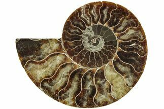 Cut & Polished Ammonite Fossil (Half) - Madagascar #206831