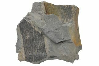 Pennsylvanian Horsetail (Calamites) Stem Plate - Kentucky #214147