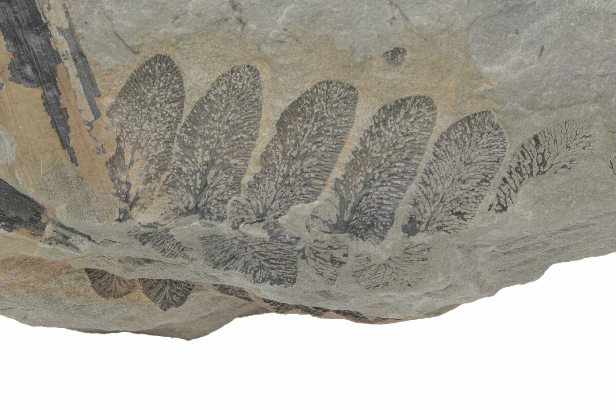 5.6" Pennsylvanian Fossil Fern (Neuropteris) Plate Kentucky (214148