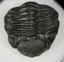 Enrolled Eldredgeops Trilobite - NY #13194